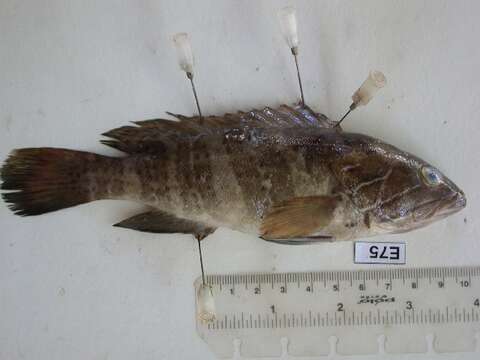 Image of White Grouper