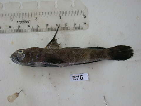 Image of Black Goby