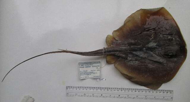 Image of Common Stingray