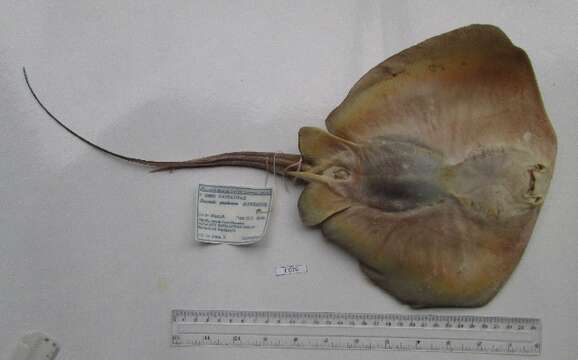 Image of Common Stingray