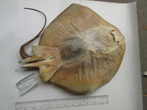 Image of Common Stingray