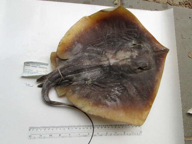 Image of Common Stingray