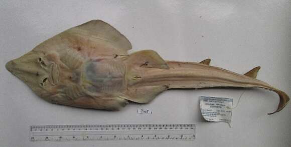 Image of Common Guitarfish