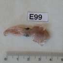 Image of Lentil Bobtail Squid