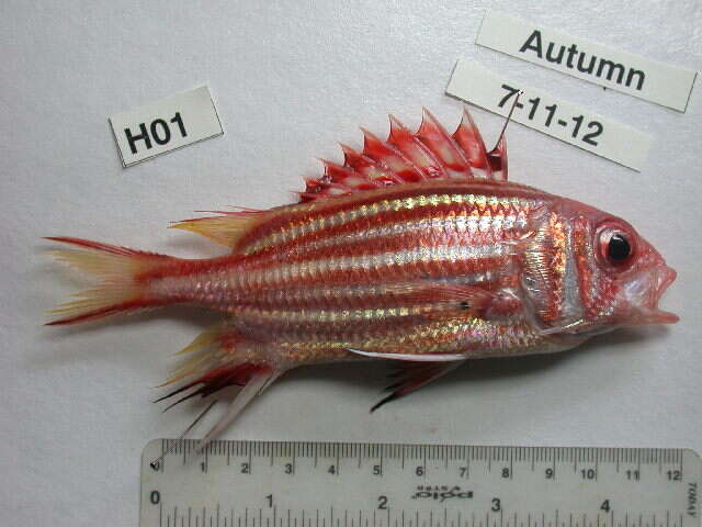 Image of Red Striped Squirrelfish