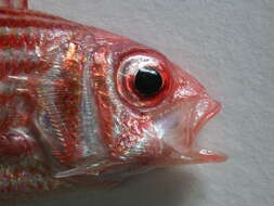 Image of Red Striped Squirrelfish