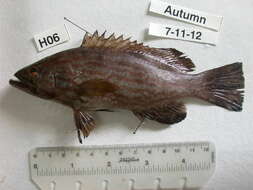 Image of Comb Grouper