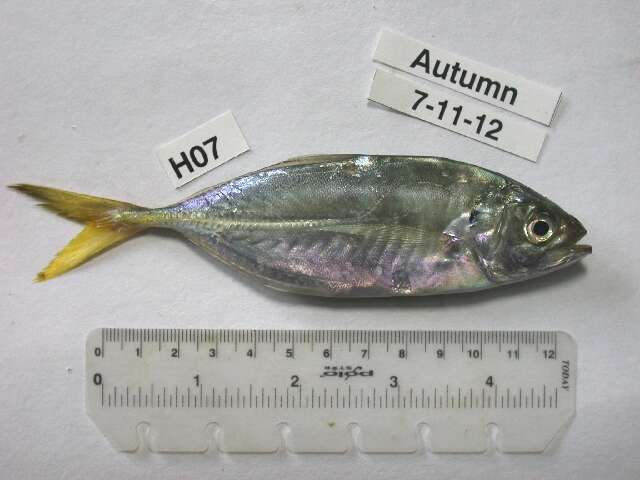 Image of Banded scad