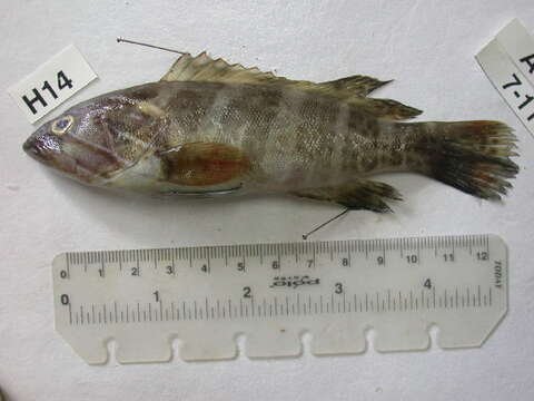 Image of White Grouper