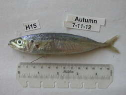 Image of Indian Scad