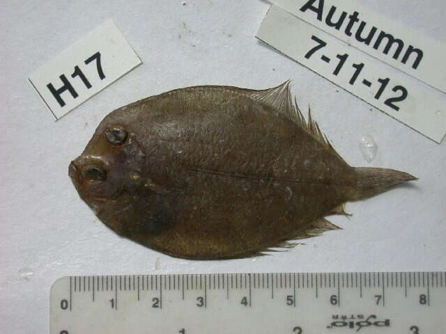 Image of Wide-eyed Flounder