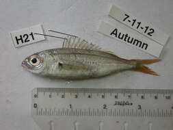 Image of Auxillary seabream