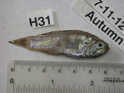 Image of Smith&#39;s cardinalfish