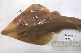 Image of Common Guitarfish