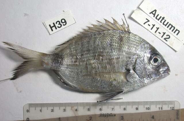 Image of White Seabream