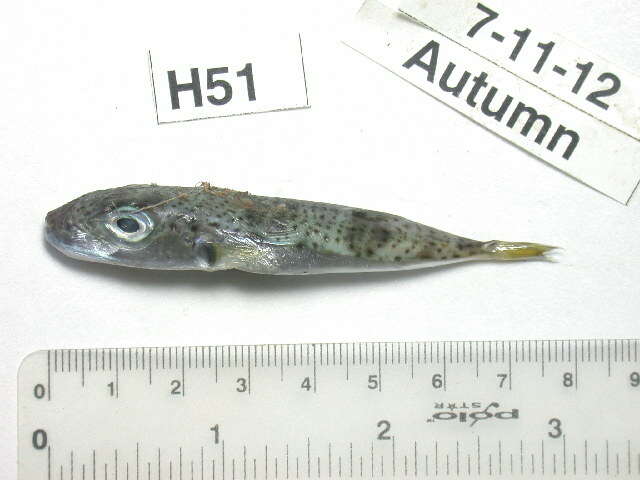 Image of Silver-cheeked Toadfish