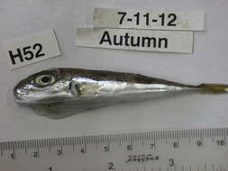 Image of Silver-cheeked Toadfish