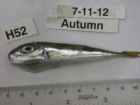 Image of Silver-cheeked Toadfish