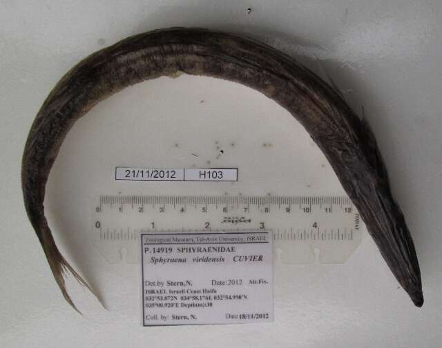 Image of barracudas