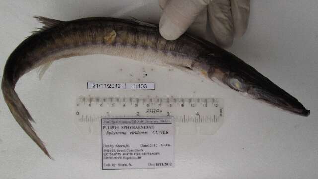 Image of Yellow Barracuda