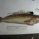 Image of Starry Weever