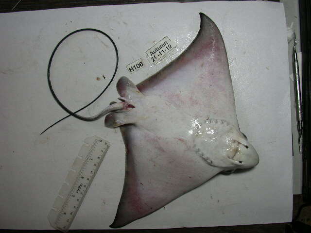 Image of stingrays and relatives