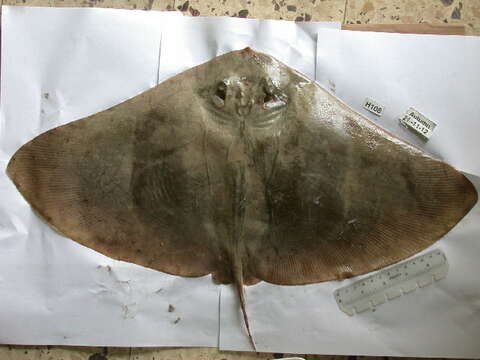 Image of Spiny Butterfly Ray