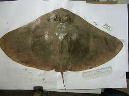 Image of Spiny Butterfly Ray