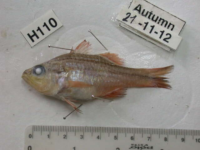 Image of Barred striped cardinalfish