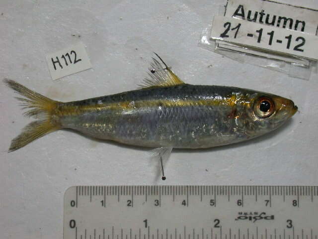 Image of Spotback herring