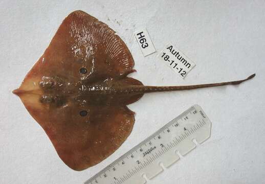 Image of Brown ray