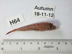 Image of Large scaled gurnard