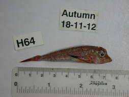 Image of Large scaled gurnard