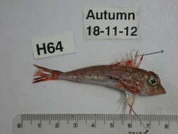 Image of Large scaled gurnard