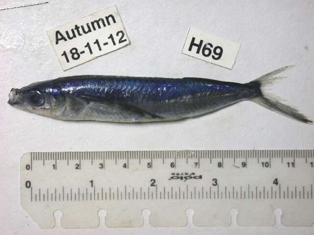 Image of African flyingfish