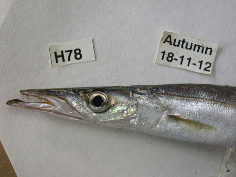 Image of Barracuda