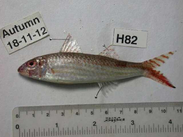 Image of Por&#39;s goatfish