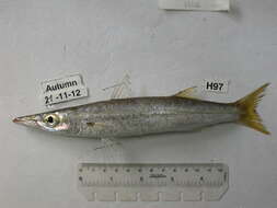 Image of Yellowstripe barracuda