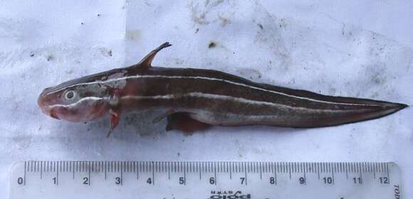 Image of Striped catfish