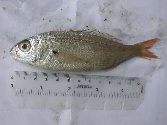 Image of Auxillary seabream
