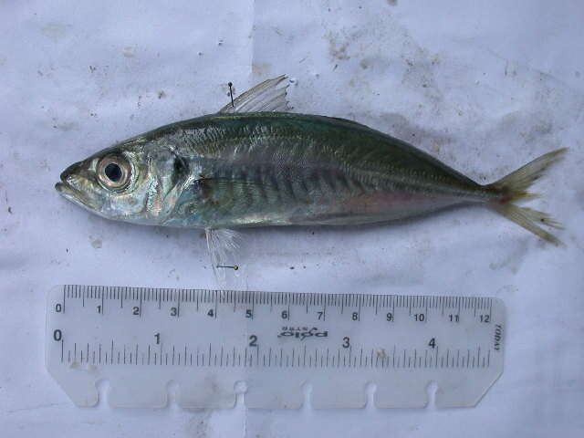 Image of Black Sea Horse Mackerel