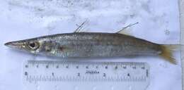 Image of Yellowstripe barracuda