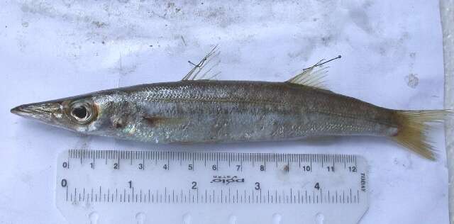 Image of Yellowstripe barracuda