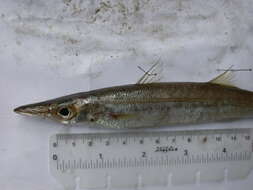 Image of Yellowstripe barracuda