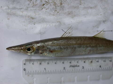 Image of Yellowstripe barracuda