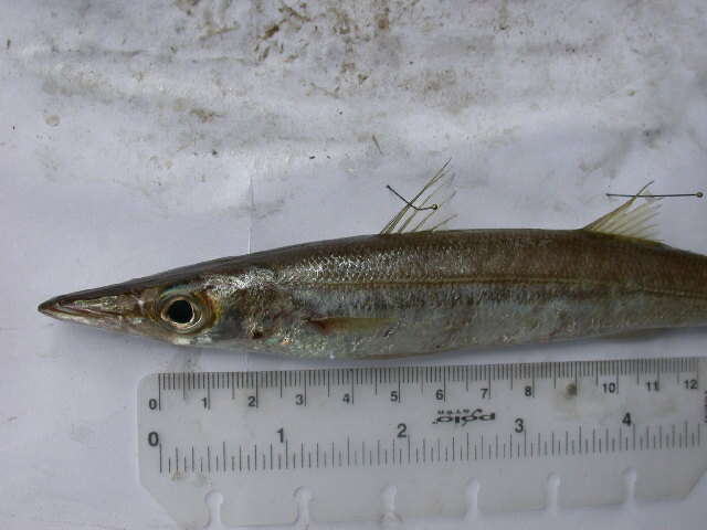 Image of Yellowstripe barracuda