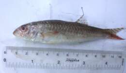 Image of Por&#39;s goatfish