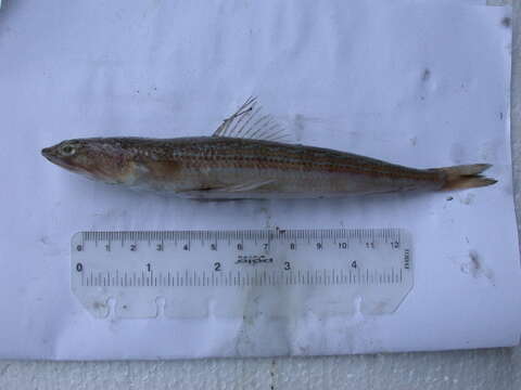 Image of Atlantic Lizardfish