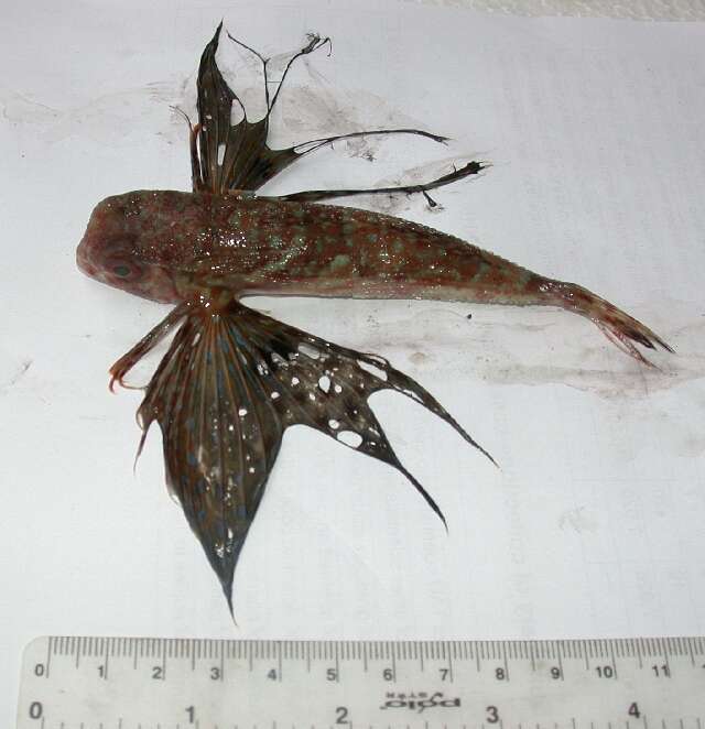 Image of Dactylopterus