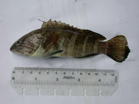 Image of White Grouper